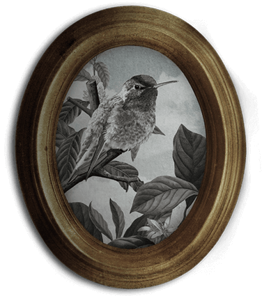 Round Framed Photo With Hummingbird Illustration